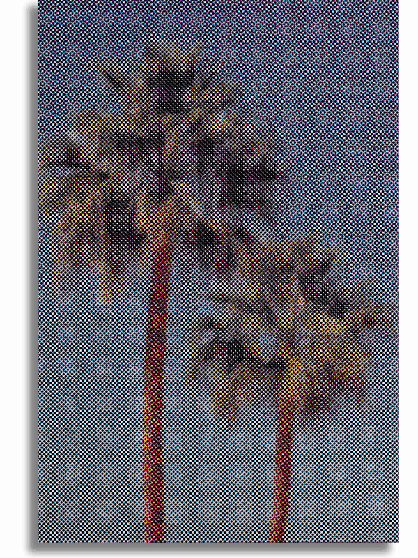 PALM TREES